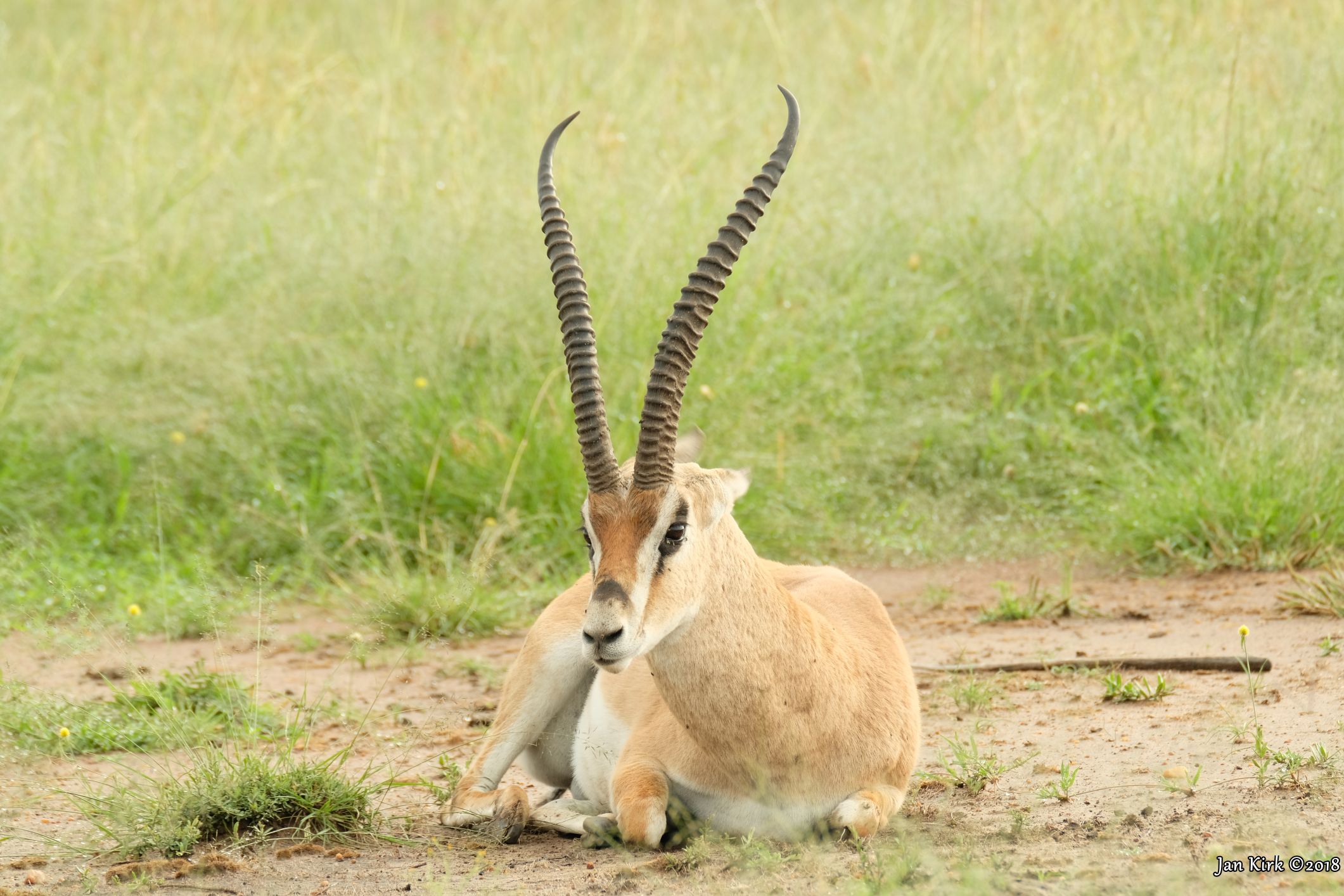 Herbivores of Masai Mara