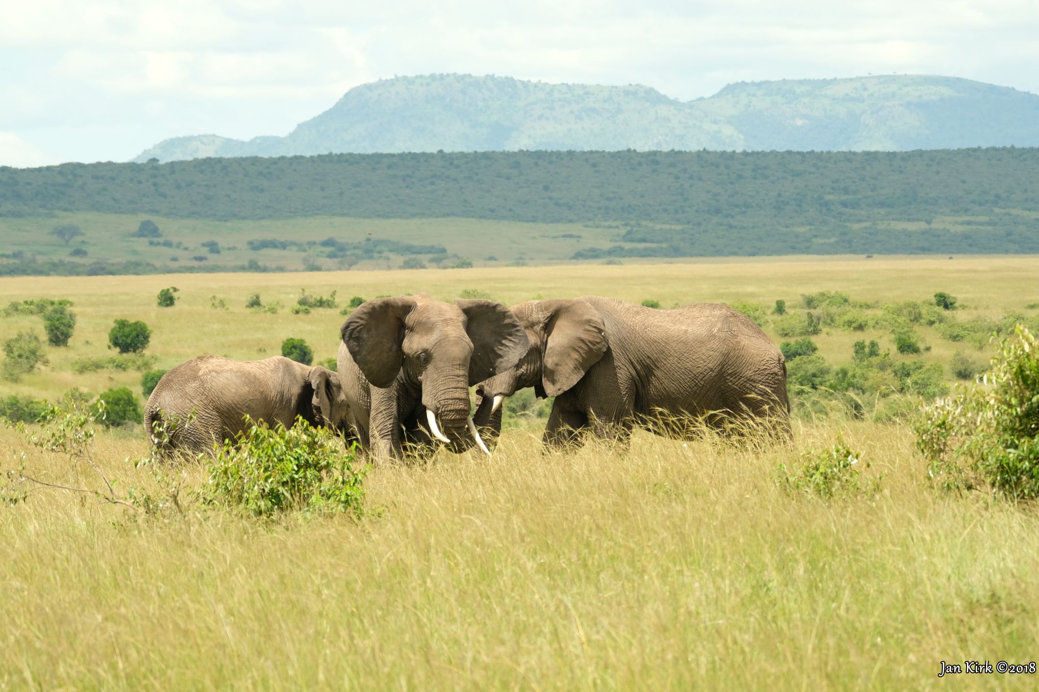 Herbivores of Masai Mara