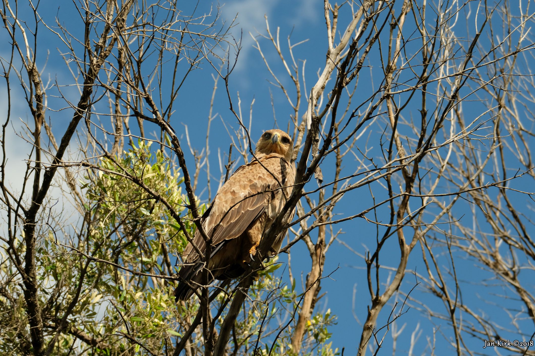 Masai Mara, Birds of Prey