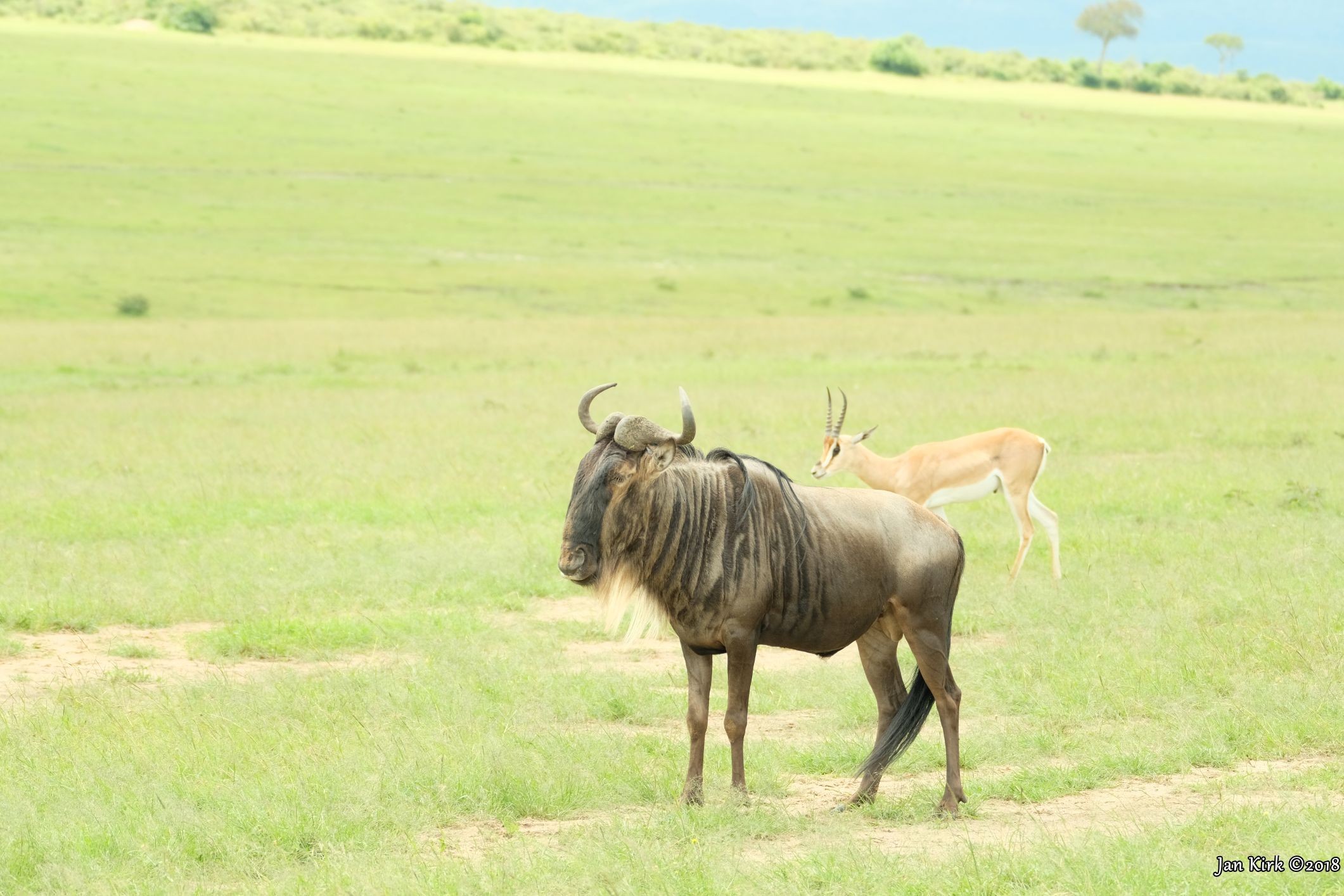 Herbivores of Masai Mara