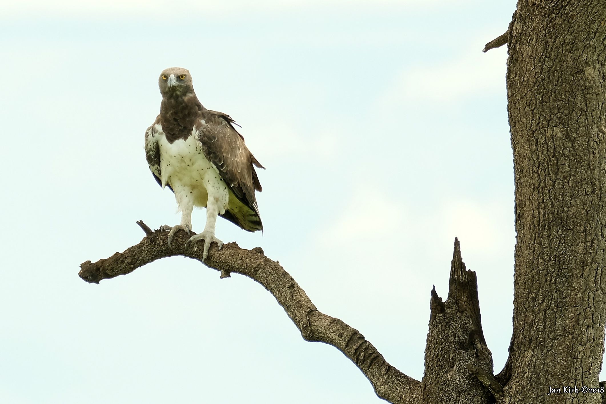 Masai Mara, Birds of Prey
