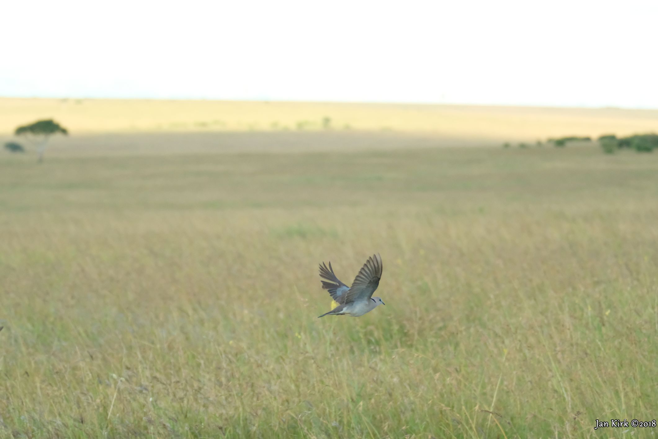Masai Mara, a few more beginners BIF's