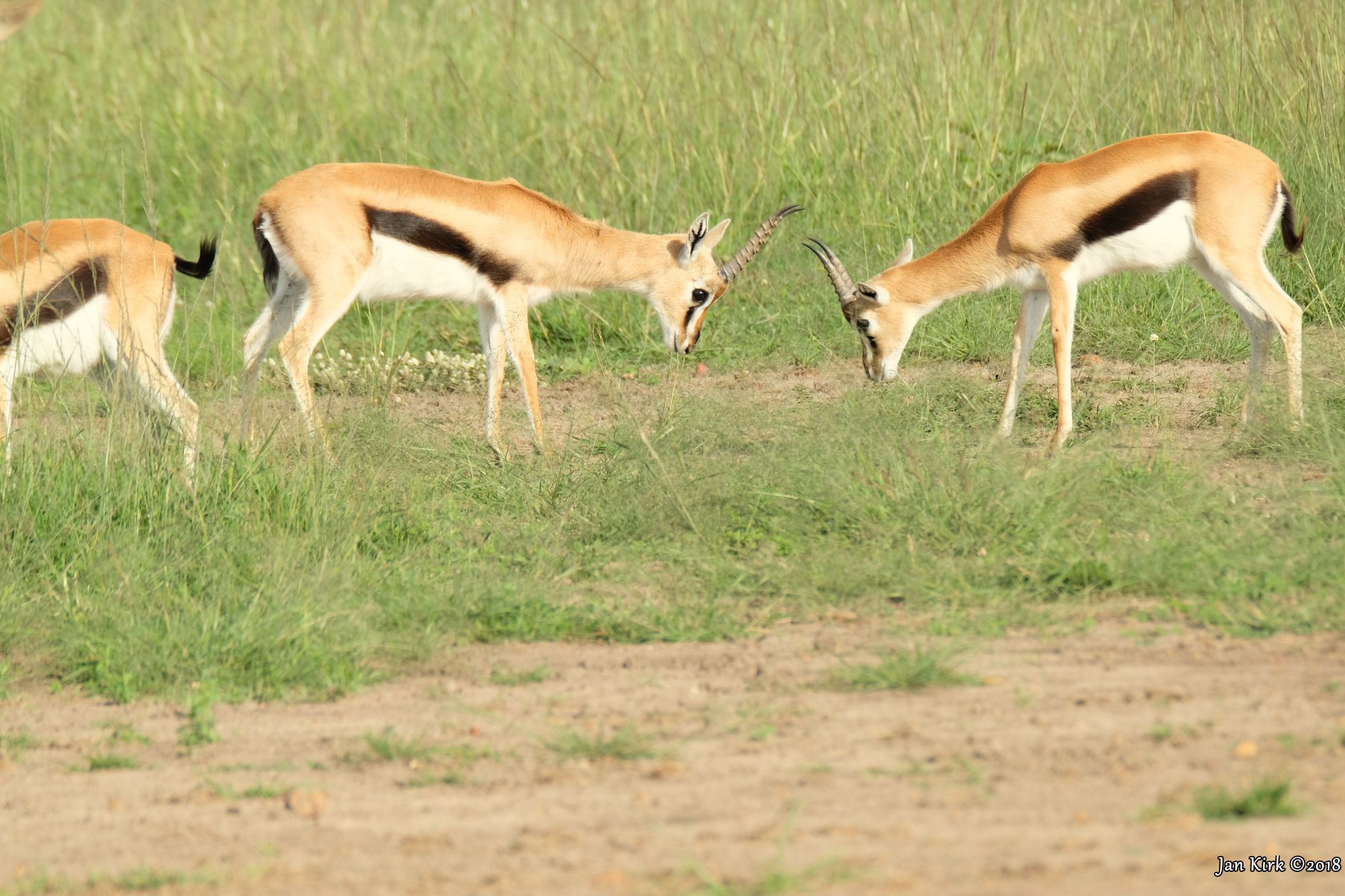 Herbivores of Masai Mara