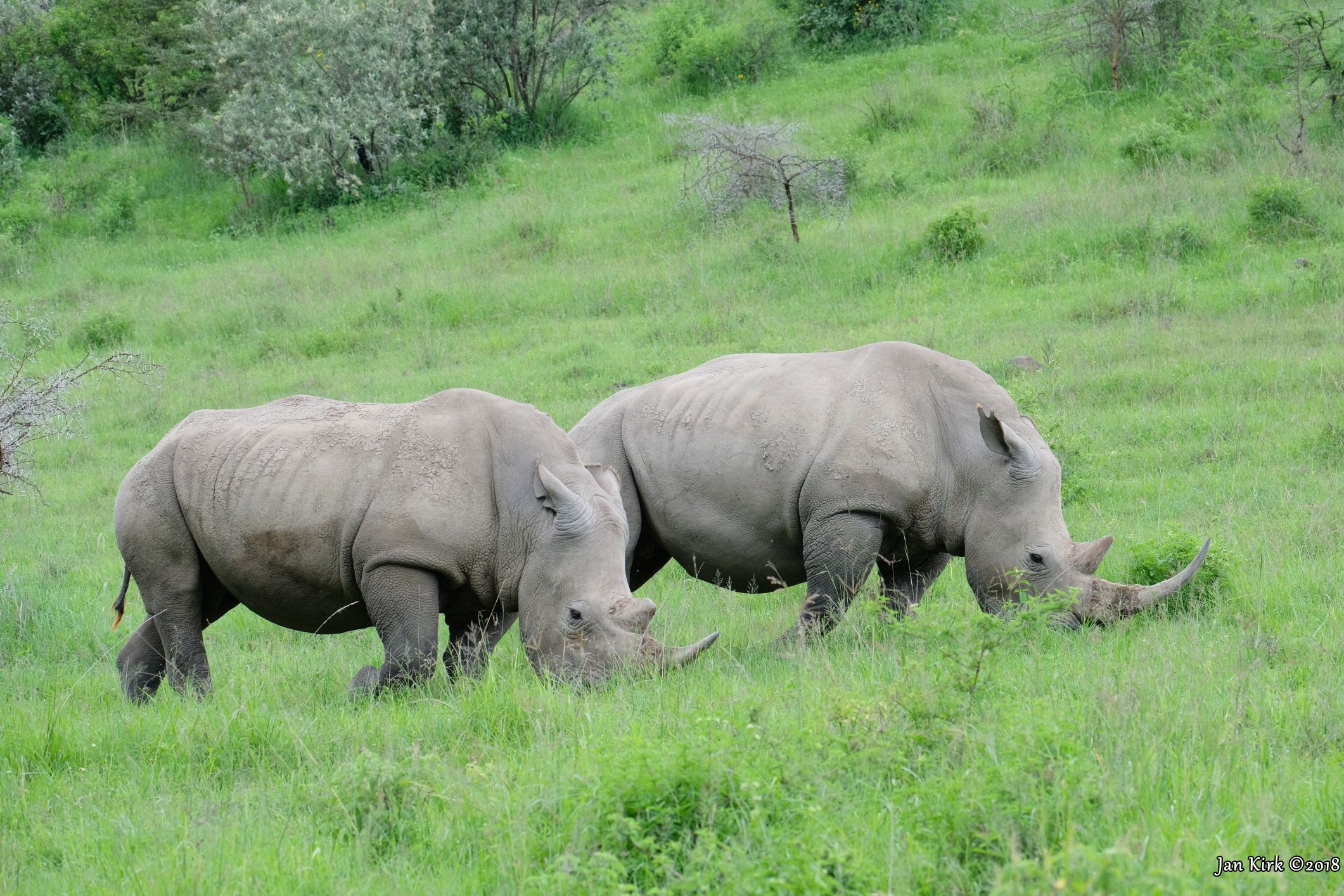 Herbivores of Masai Mara