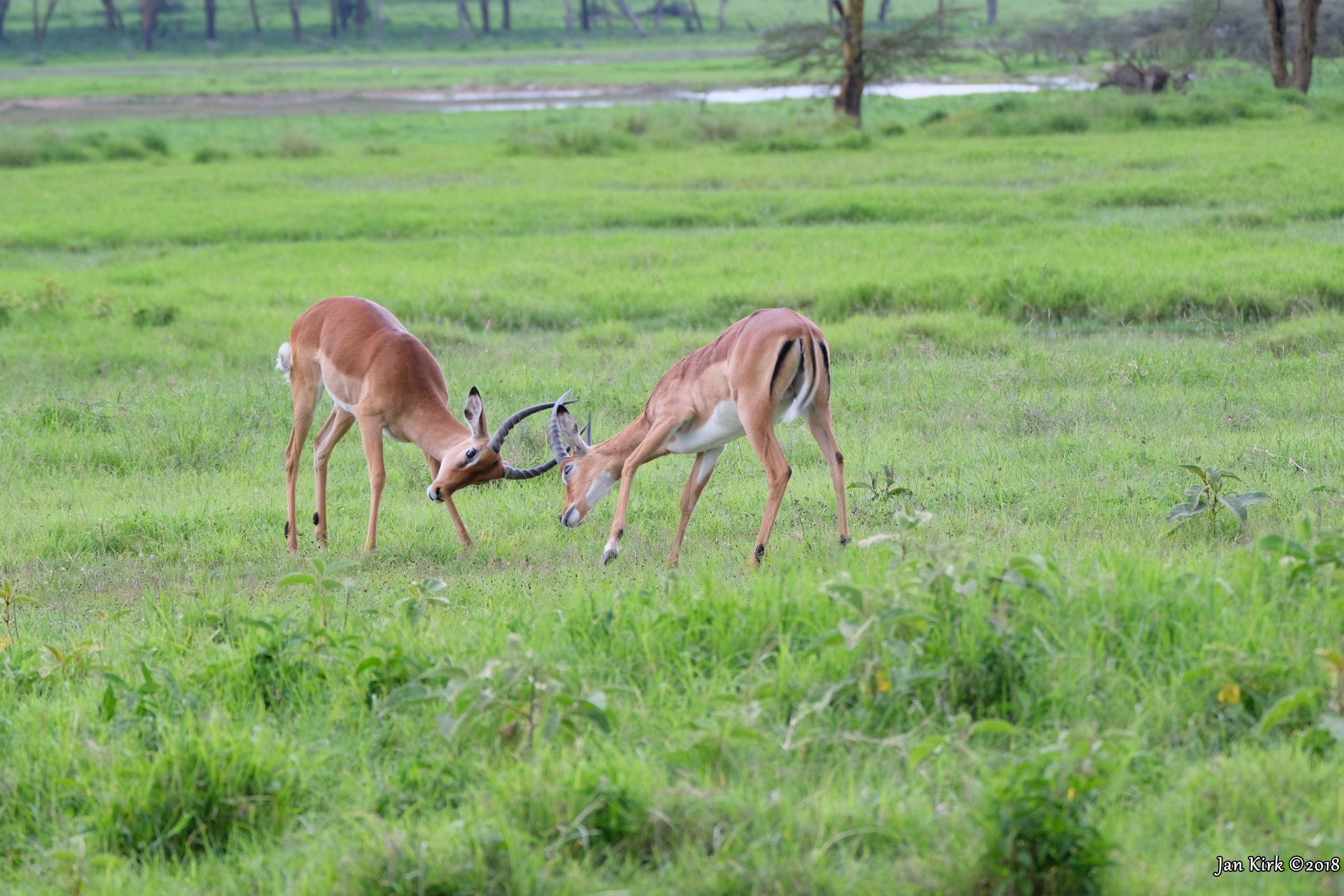 Herbivores of Masai Mara