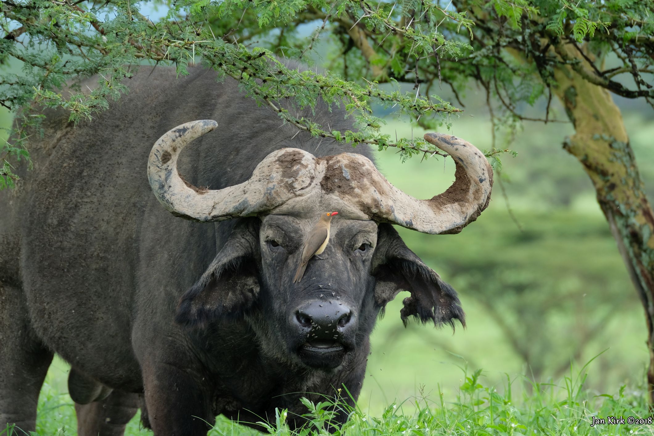 Herbivores of Masai Mara