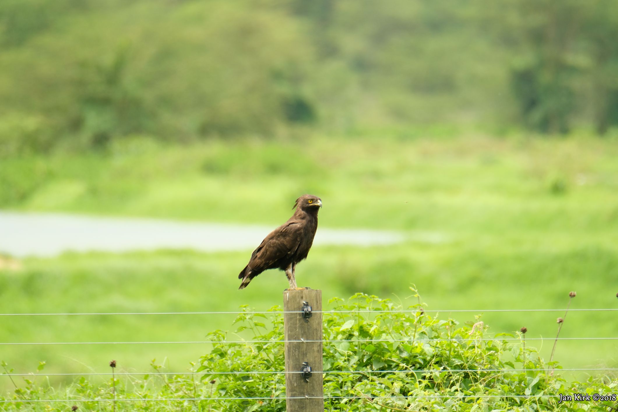 Masai Mara, Birds of Prey