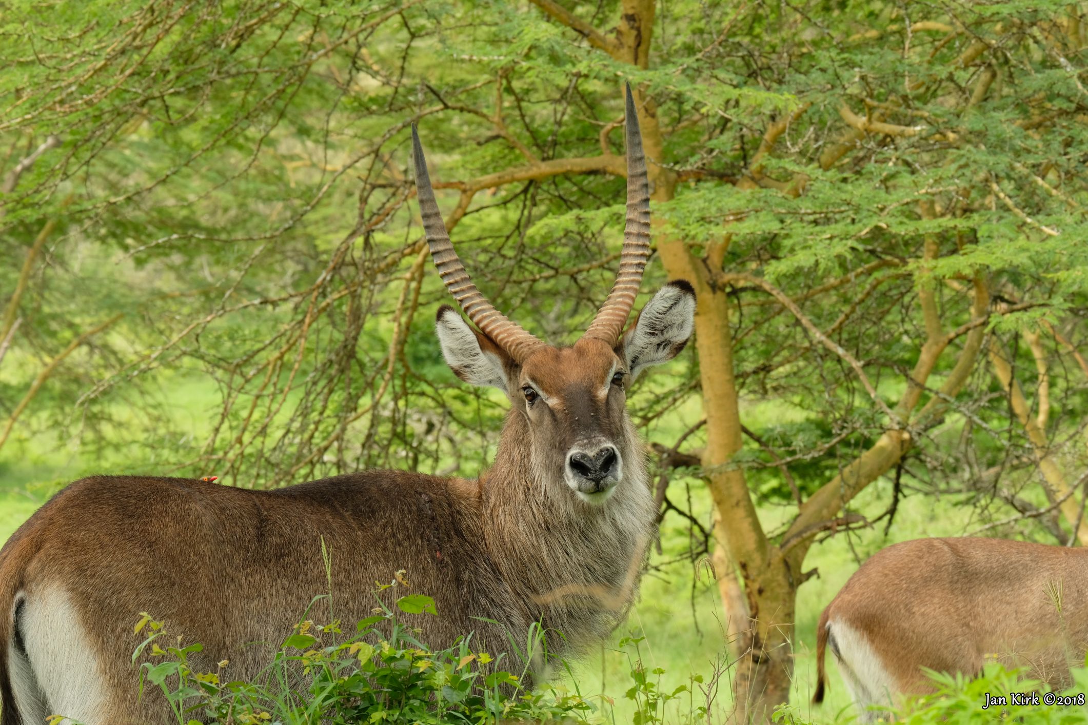 Herbivores of Masai Mara