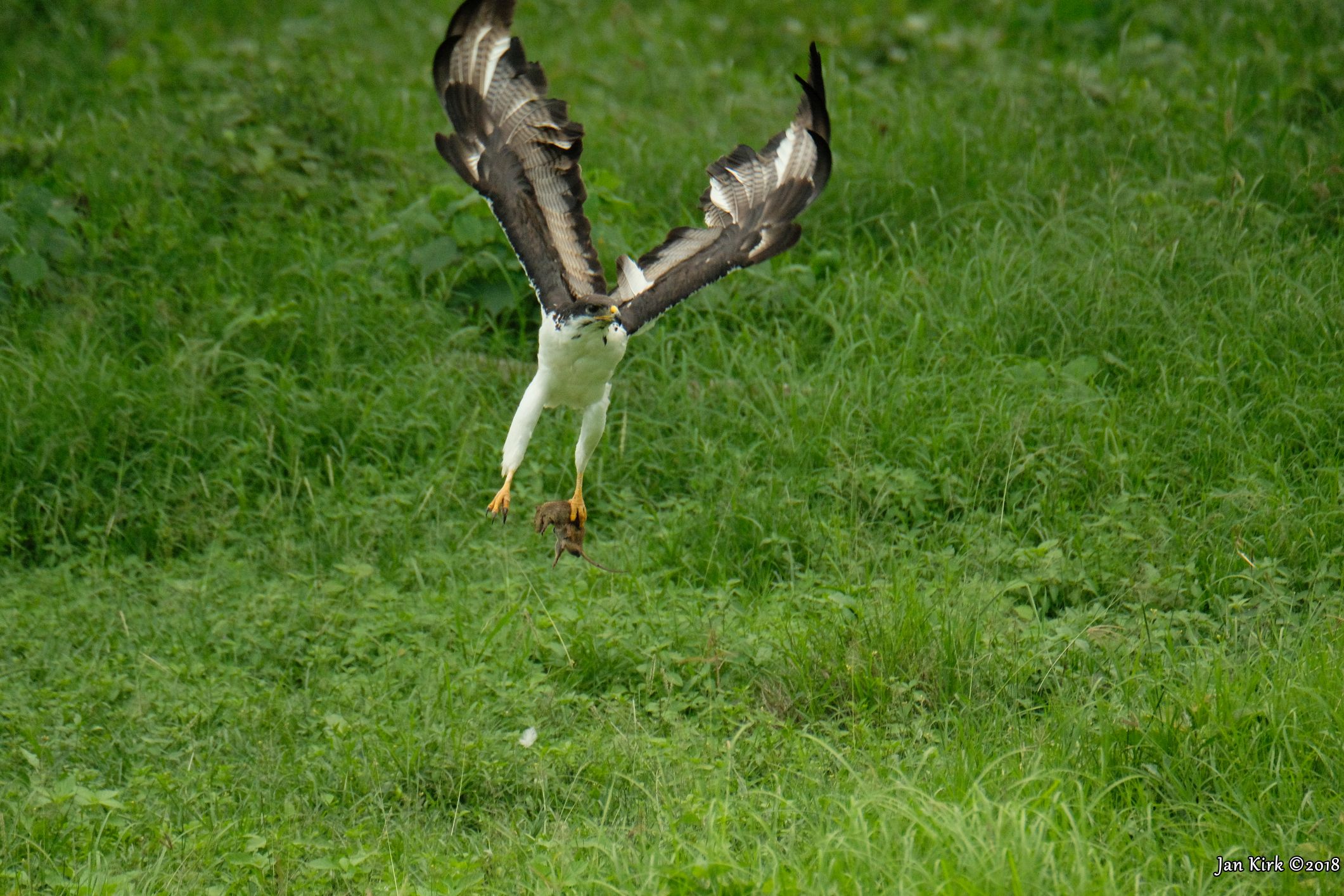 Masai Mara, a few more beginners BIF's