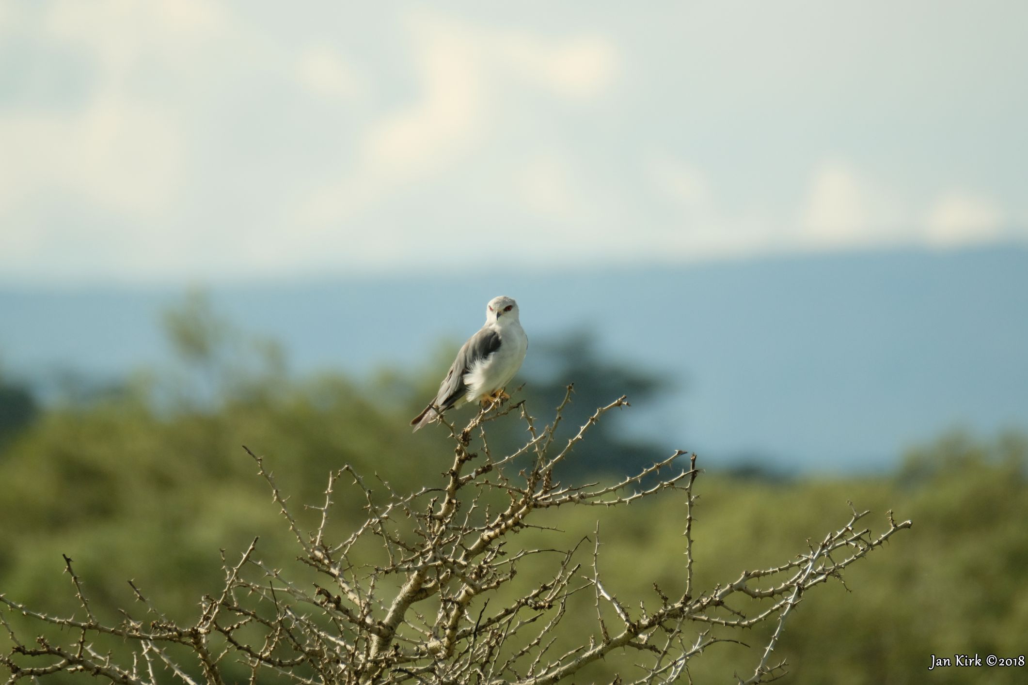 Masai Mara, Birds of Prey