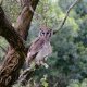 Masai Mara, Birds of Prey