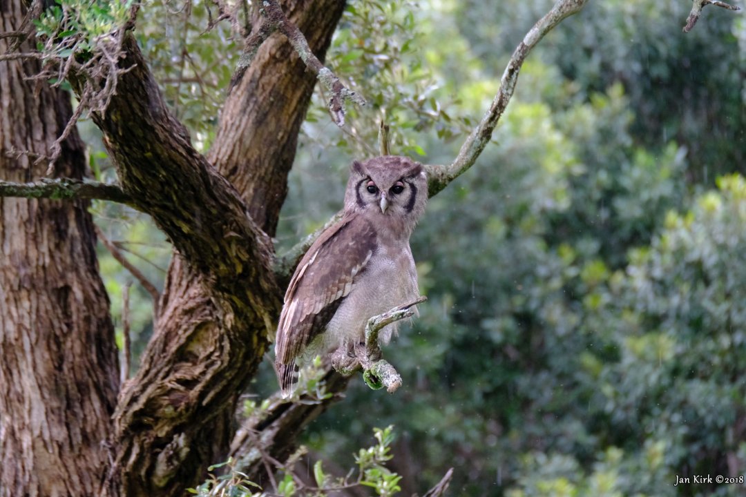 Masai Mara, Birds of Prey