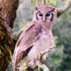 Masai Mara, Birds of Prey