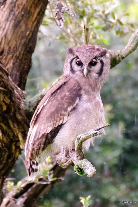 Masai Mara, Birds of Prey