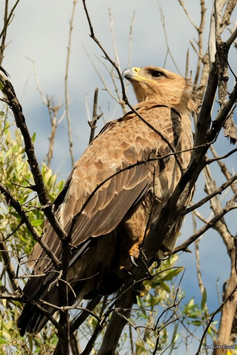 Masai Mara, Birds of Prey