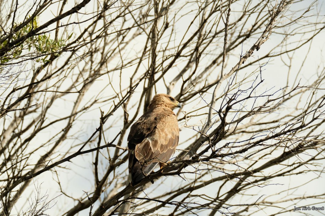 Masai Mara, Birds of Prey