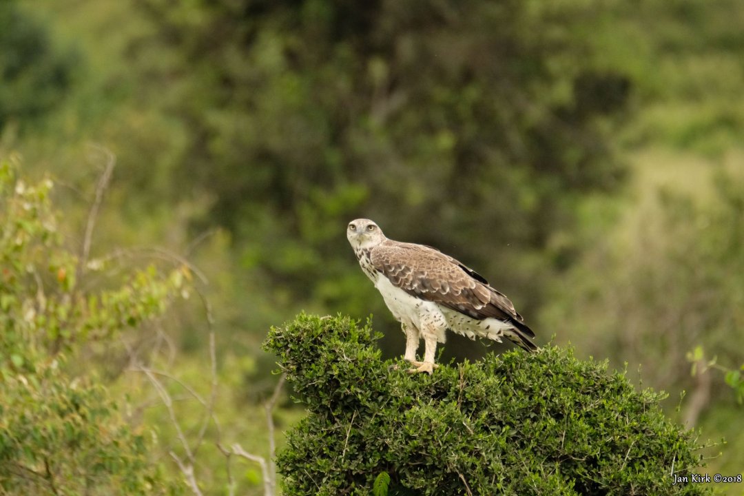 Masai Mara, Birds of Prey