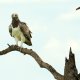 Masai Mara, Birds of Prey