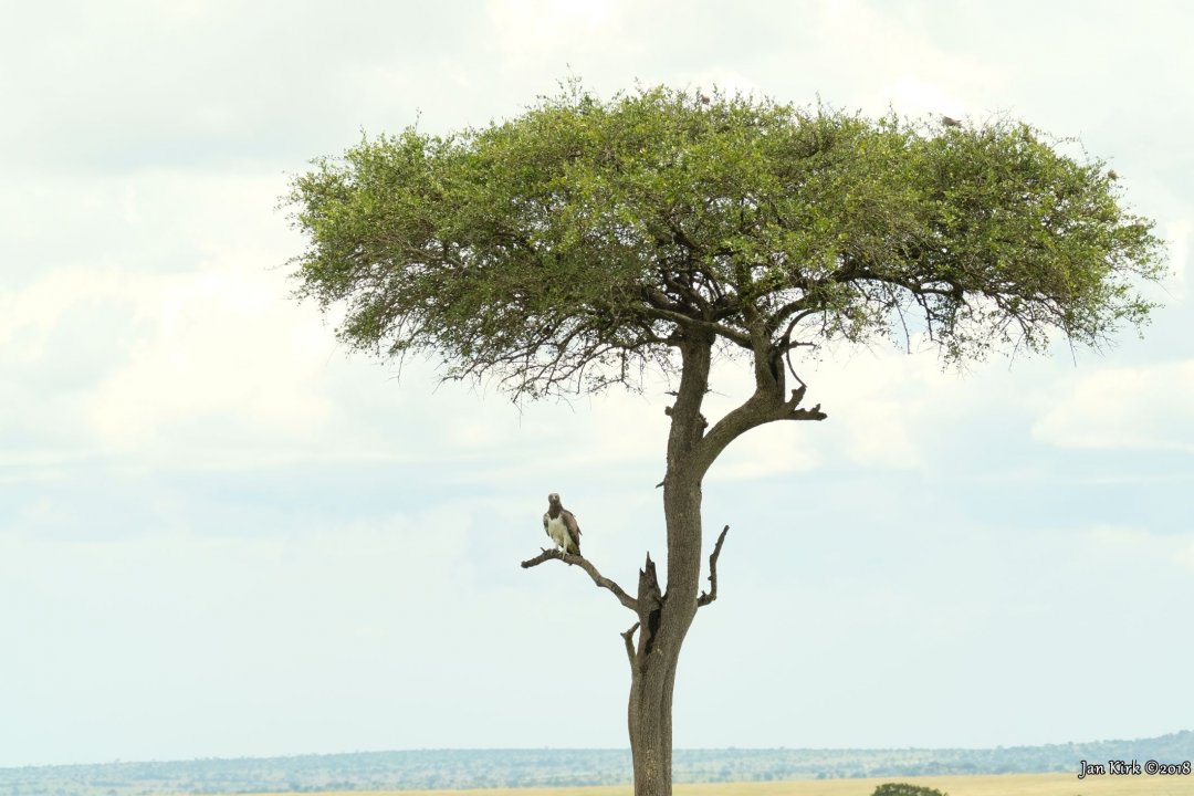 Masai Mara, Birds of Prey