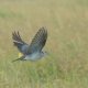 Masai Mara, a few more beginners BIF's