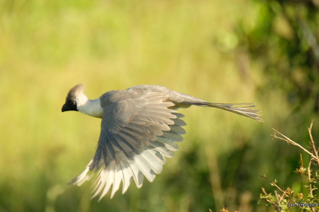 Masai Mara, a few more beginners BIF's