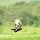 Masai Mara, a few more beginners BIF's