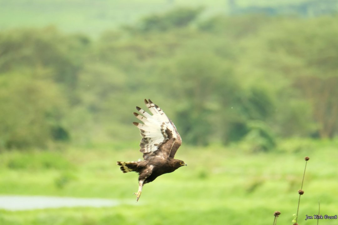 Masai Mara, a few more beginners BIF's