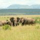 Herbivores of Masai Mara