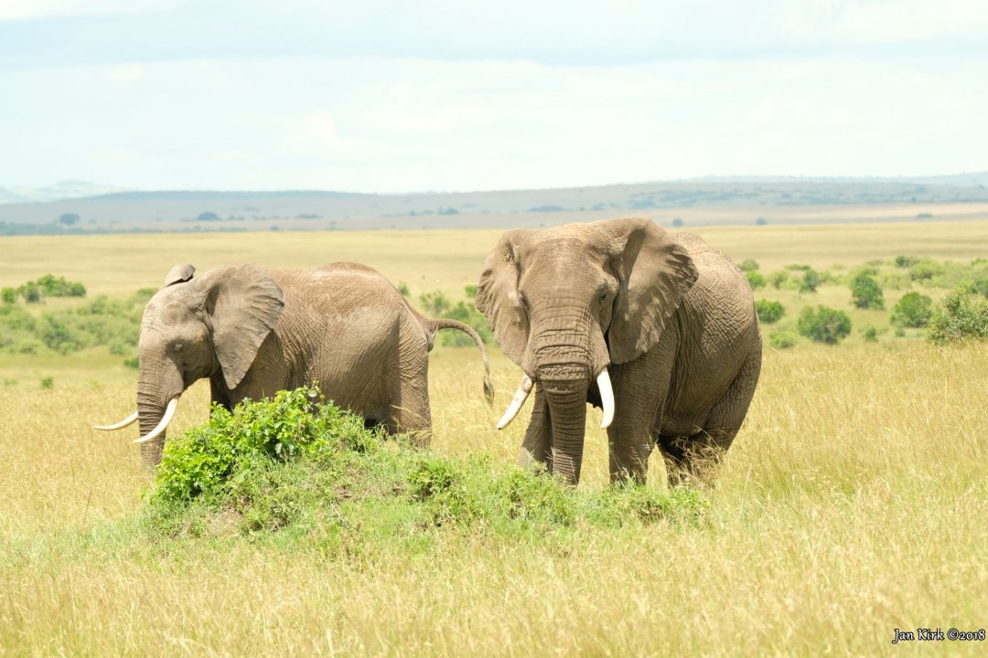 Herbivores of Masai Mara