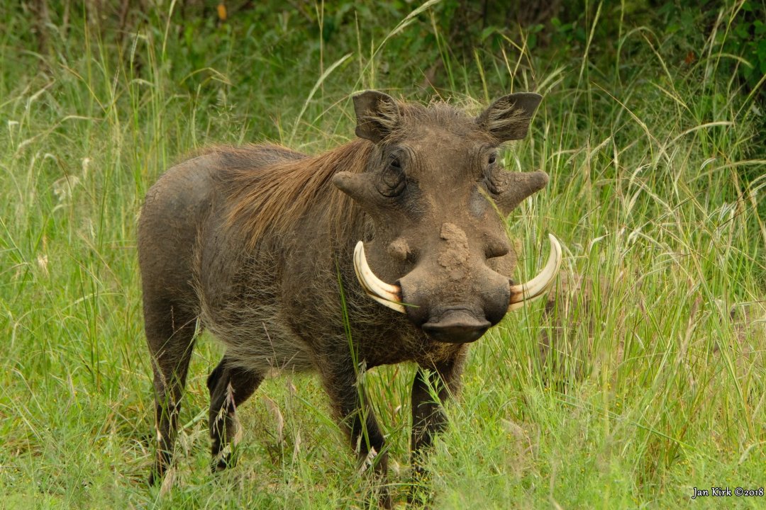 Herbivores of Masai Mara