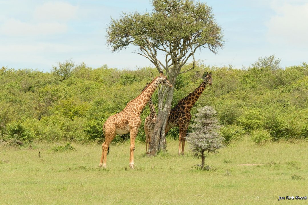 Herbivores of Masai Mara