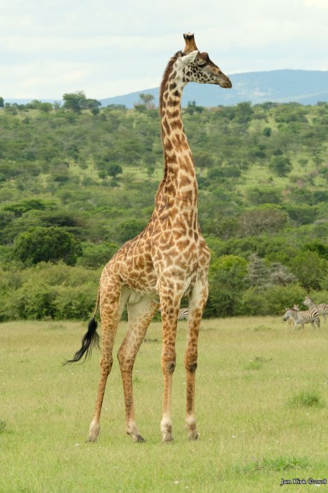 Herbivores of Masai Mara