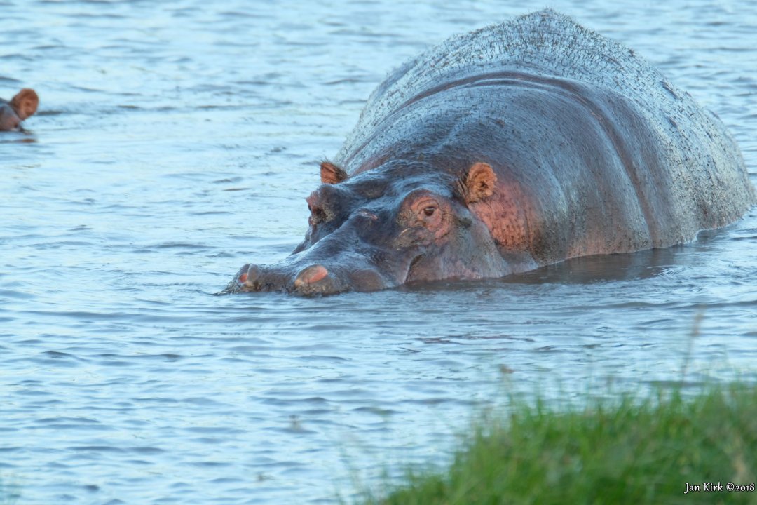 Herbivores of Masai Mara