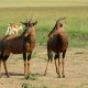 Herbivores of Masai Mara