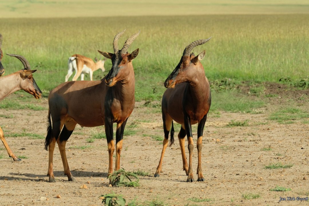 Herbivores of Masai Mara