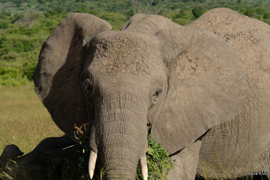 Herbivores of Masai Mara