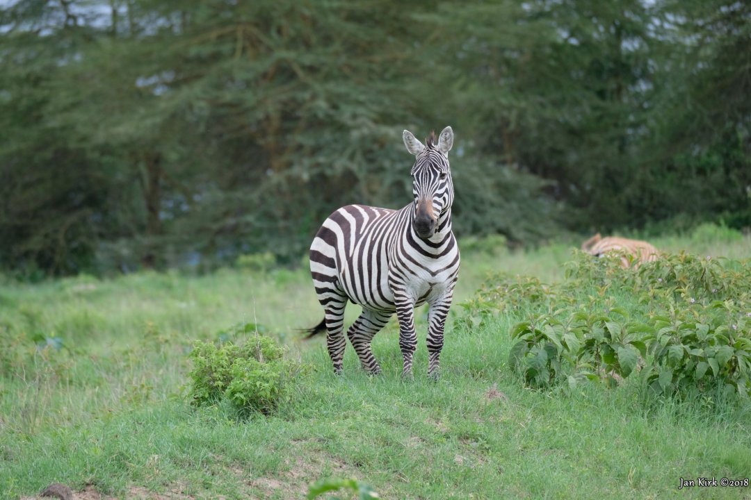 Herbivores of Masai Mara