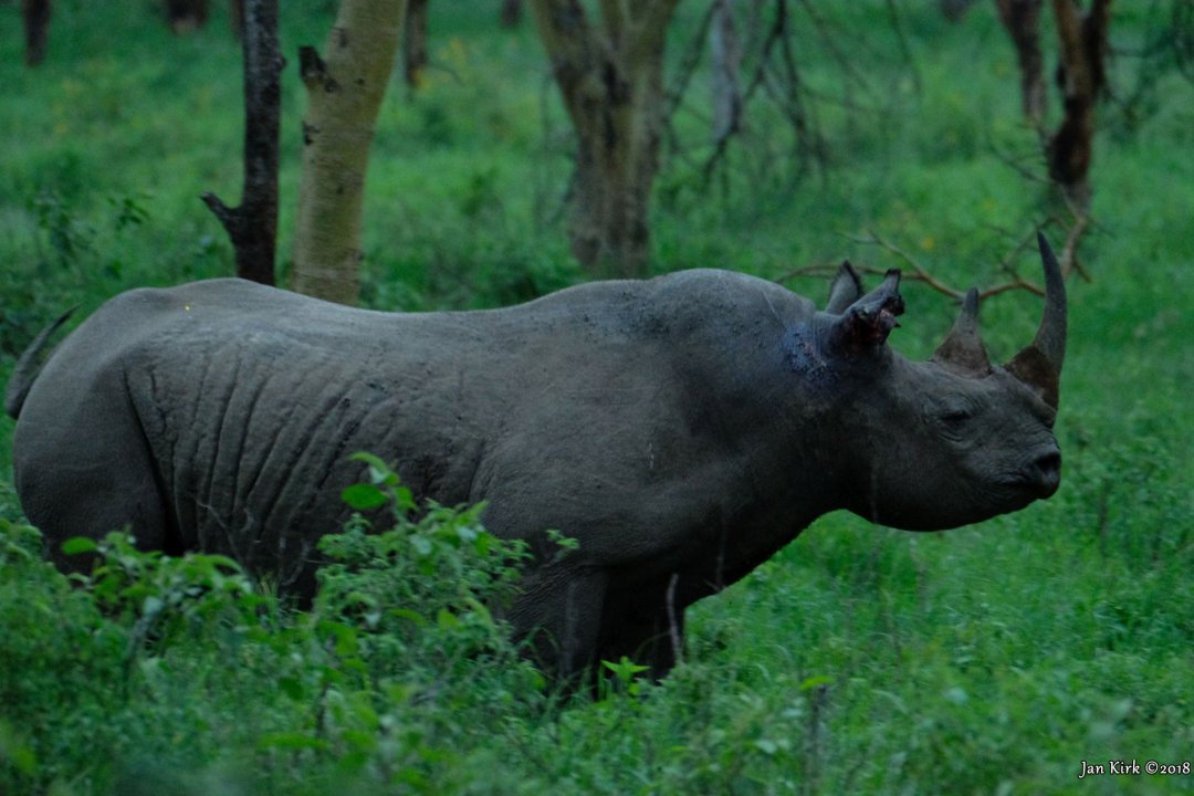 Herbivores of Masai Mara